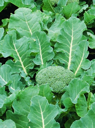 Picture of Organic Calabrese Fiesta F1